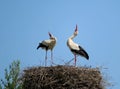 White stork couple. Ciconia ciconia. Latvia.